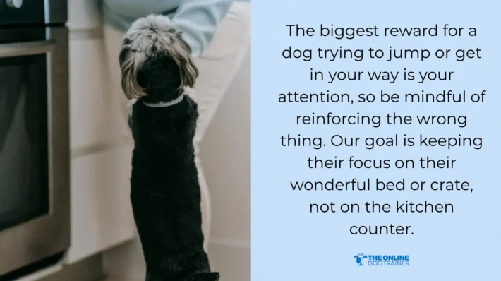 how to stop counter surfing dogs