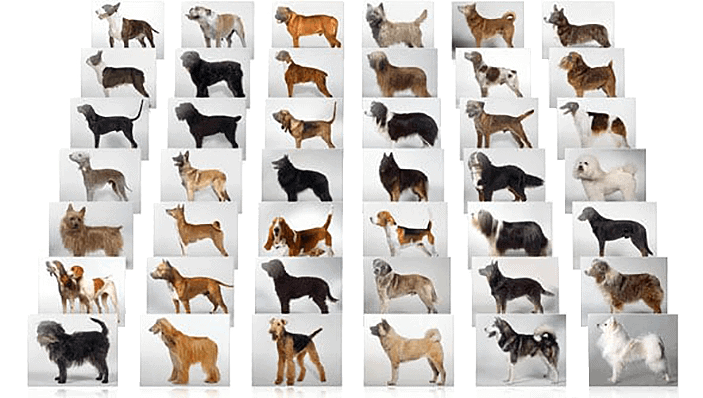 What's the best dog breeds to own