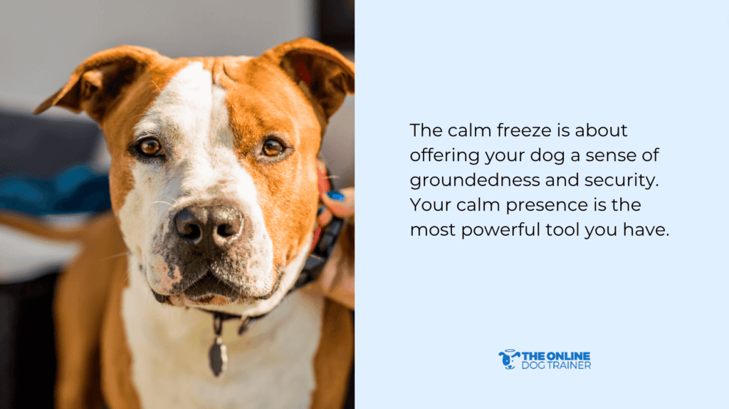 the calm freeze Doggy Dan