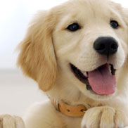 Doggy Dan shows how to socialise a Golden Retriever puppy