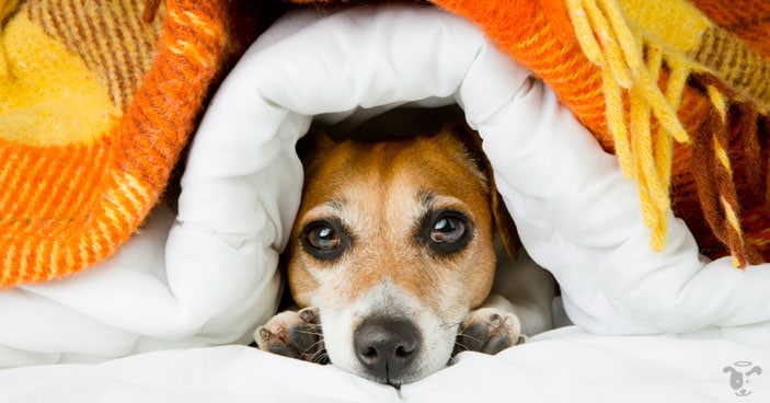 dog beds and blankets keep dogs warm and comfy
