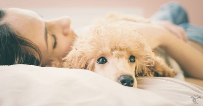 cuddling is not just a gesture but also an expression of warmth to your dog