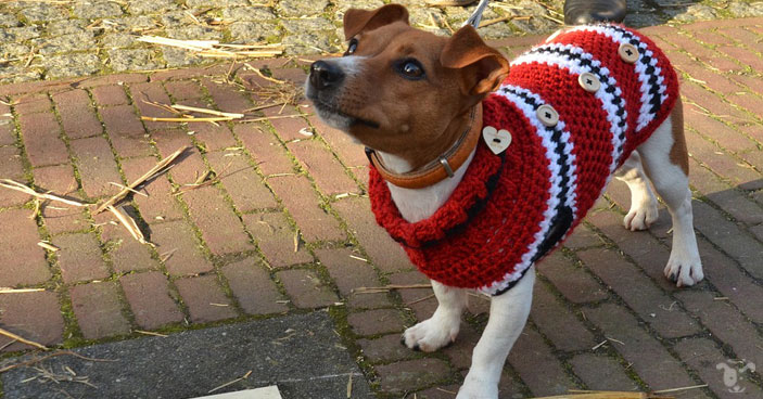 an example of home made dog jacket