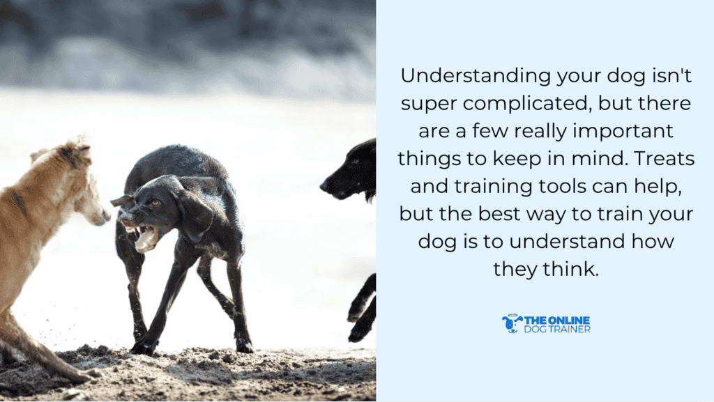 professional dog trainers can help aggressive dog behavior