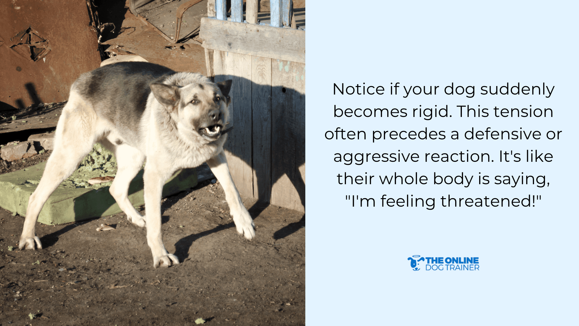 signs of fear aggression in dogs