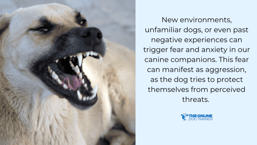 protective aggression dogs