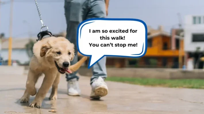 my dog is too strong for me to walk