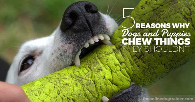 5 Reasons Why Dogs And Puppies Chew Things They Shouldn’t