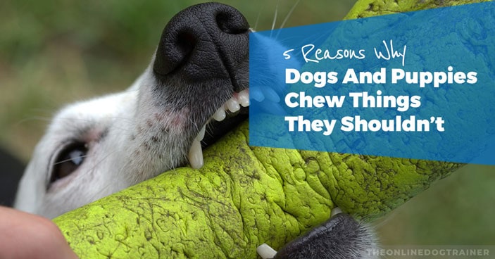 5-Reasons-Why-Dogs-And-Puppies-Chew-Things-They-Shouldnt-HEADLINE
