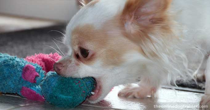 things puppies can chew on