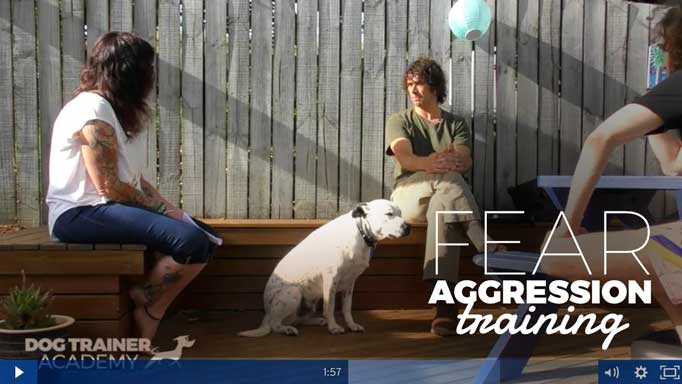 dog trainer for aggressive dogs