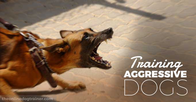 obedience school for aggressive dogs