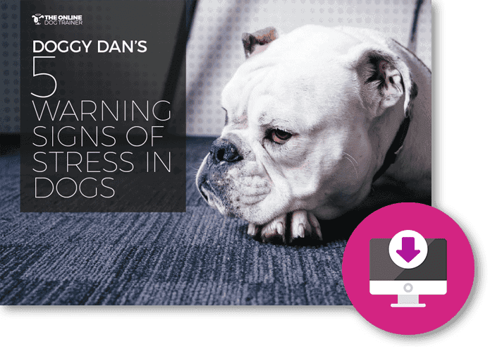 5 warning signs of stress in dogs