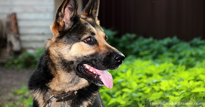 Featured image of post German Shepherd Side View Face German shepherds are already adorable as they are normally but they become even more so when they do some cute gestures