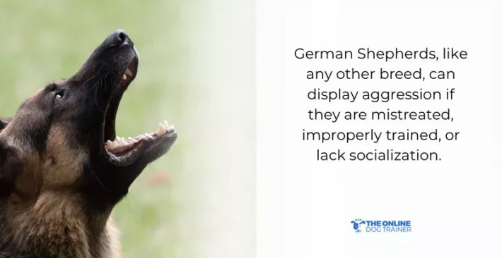 german shepherd breed