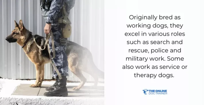 german shepherd personality traits