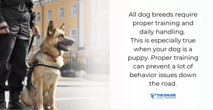 german shepherd tired dog