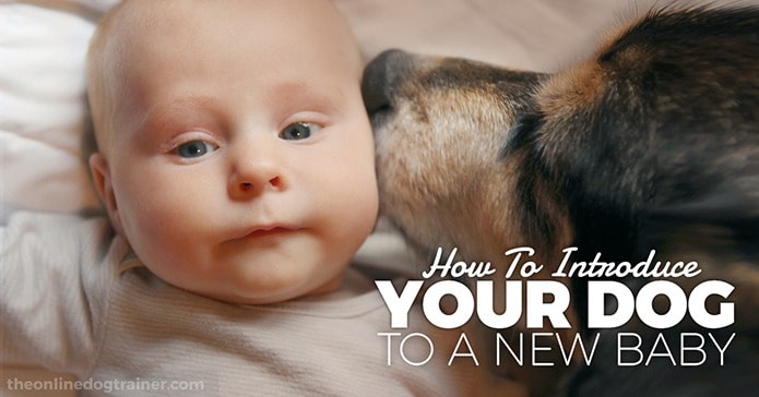 How To Introduce Your Dog To A New Baby