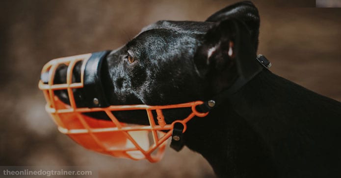 dog muzzle online