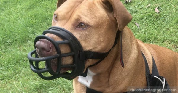 Doggy Dan’s Guide to Safe Muzzle Use for Dogs