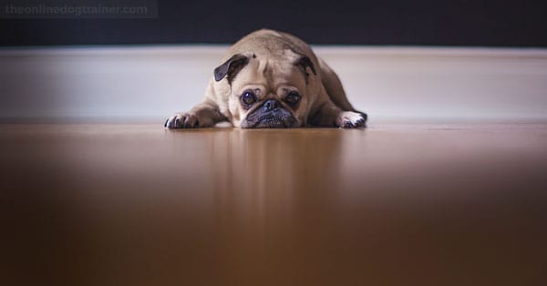 Boredom in Dogs: Signs Your Dog is Begging for Attention