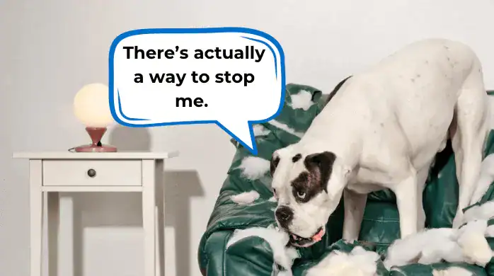 How to Stop Dog from Having Accidents in House: Proven Tips