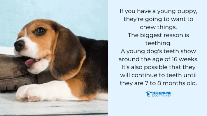 how to stop puppy chewing behavior