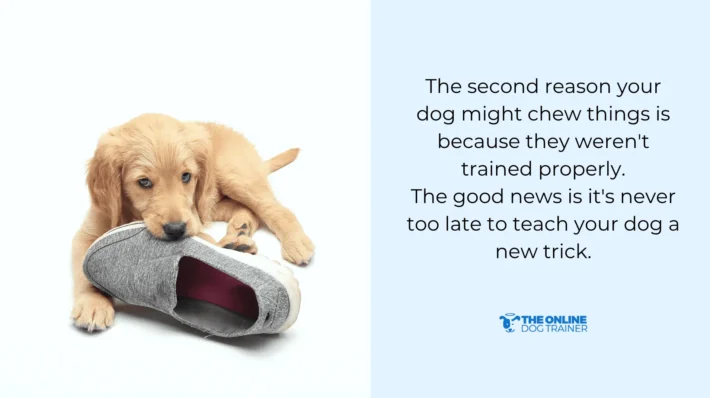 how to train dogs not to chew shoes