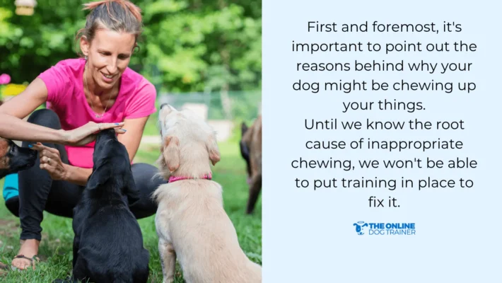 puppy chewing behavior