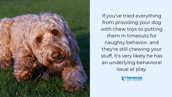 separation anxiety in teething dogs