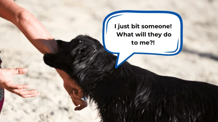 my dog got bit by another dog and is acting weird