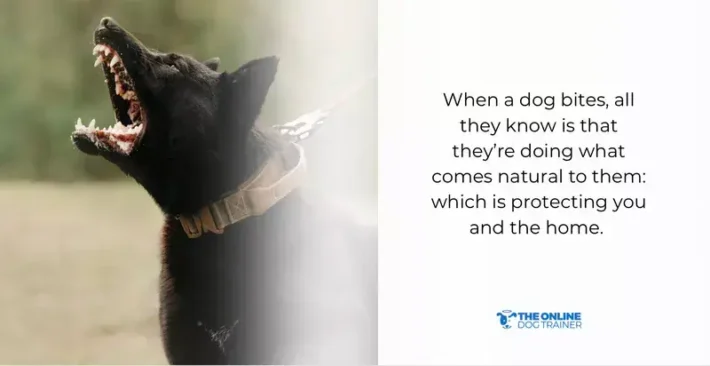 reasons for dog barking