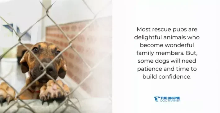 what to do if a dog bites