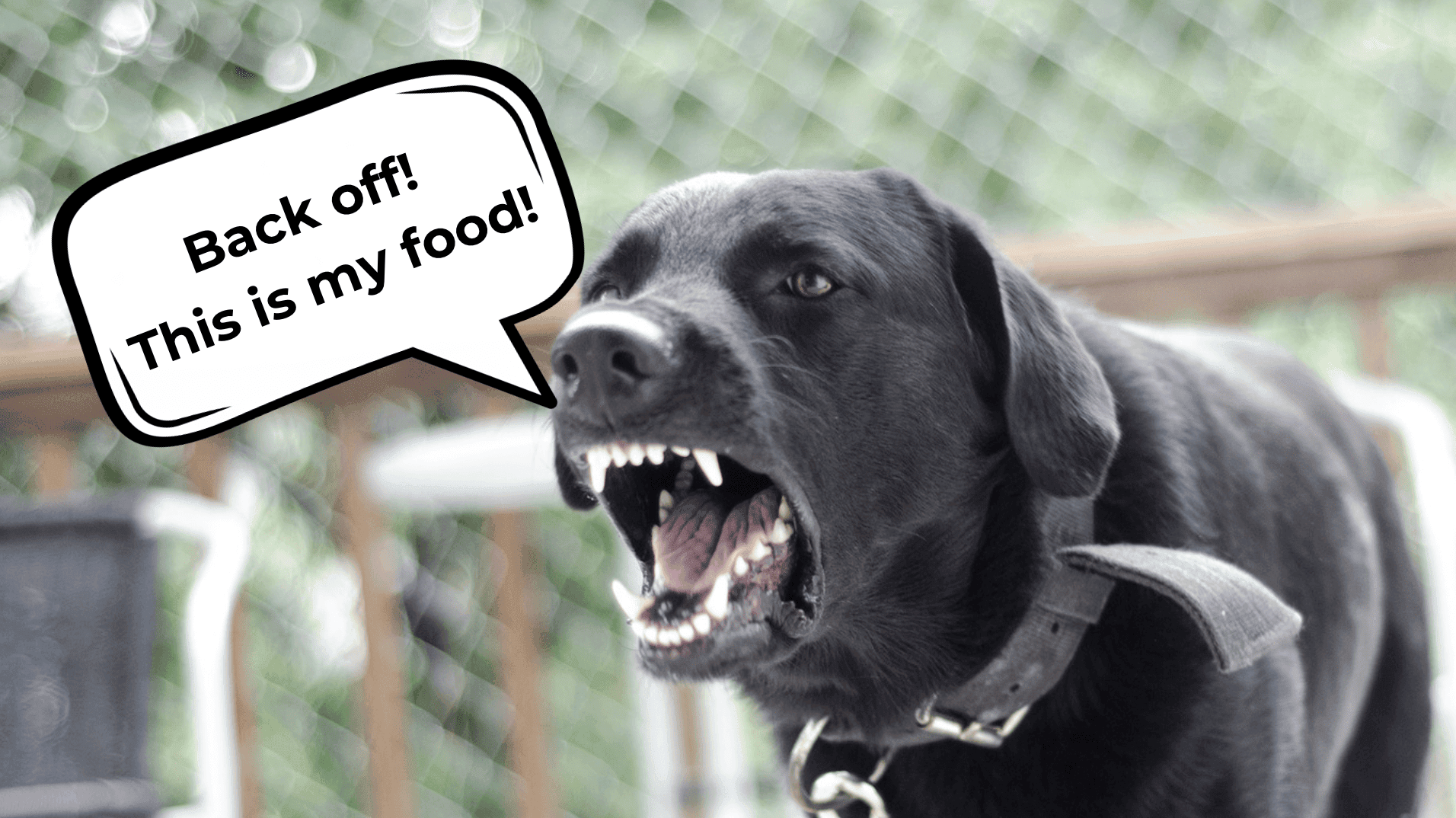 stop dog food aggression