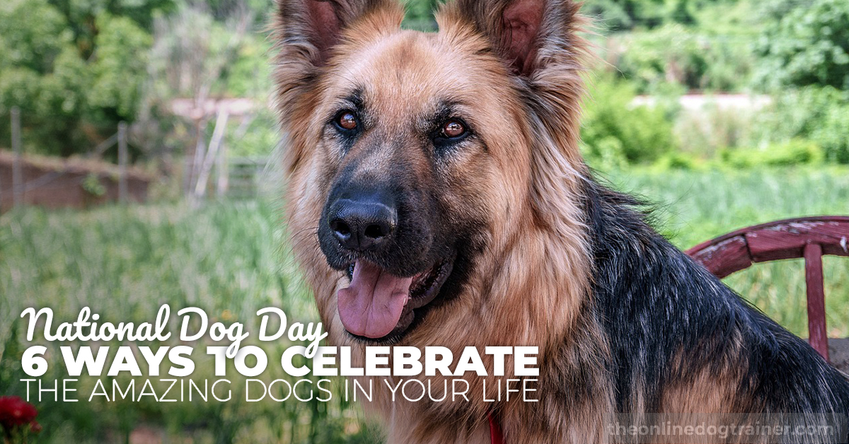 hypoallergenic dogs german shepherds