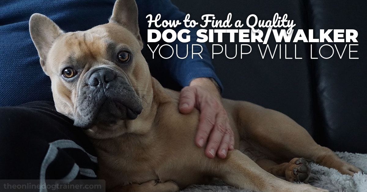How to Find a Quality Dog Sitter Your Dog Will Love