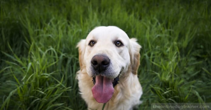 fresh grass patch for dogs