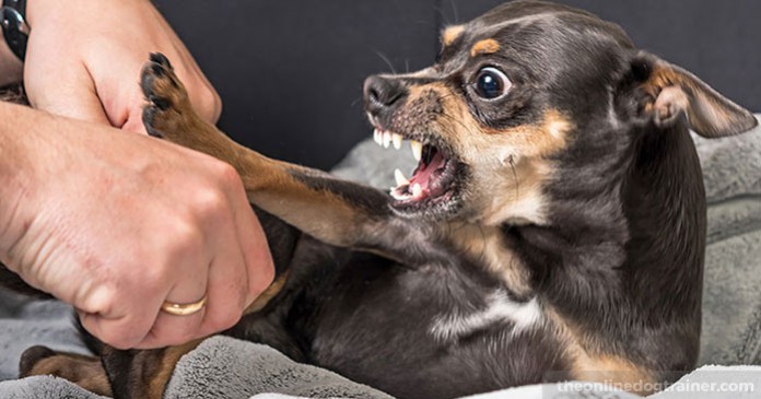 Should I Get Rid of My Dog? What to Do If Your Dog Bites
