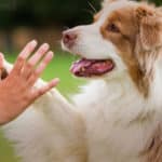 The Dog Calming Code: My #1 Secret to Successfully Training Over 37,000 ...