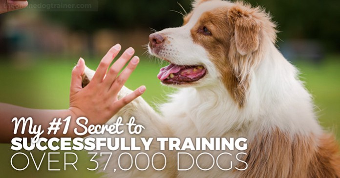 gb dog training