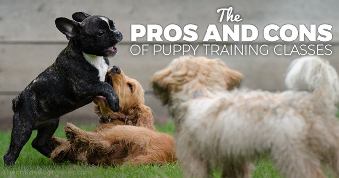puppy dog classes