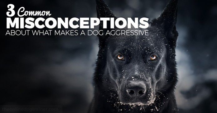 what makes a dog aggressive