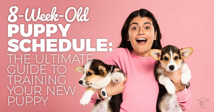 Featured image of post Puppy Training Schedule Pdf / Free printable puppy crate training schedule!