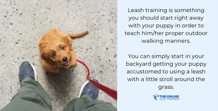 Leash training puppies