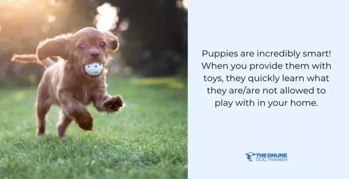 playtime puppy schedule