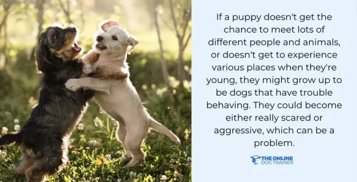 puppy socialization