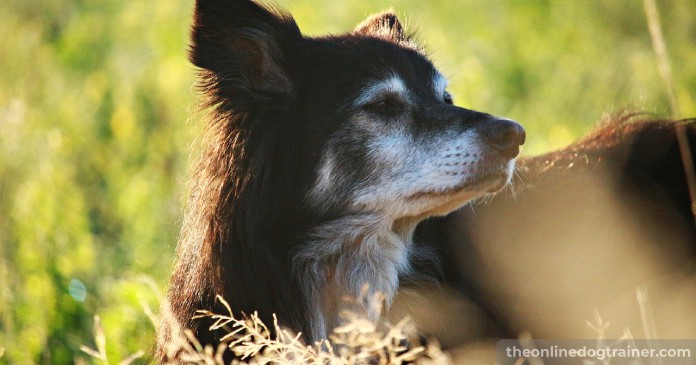 5 Benefits CBD Oil May Provide to Senior Dogs BLOG IMAGES 3