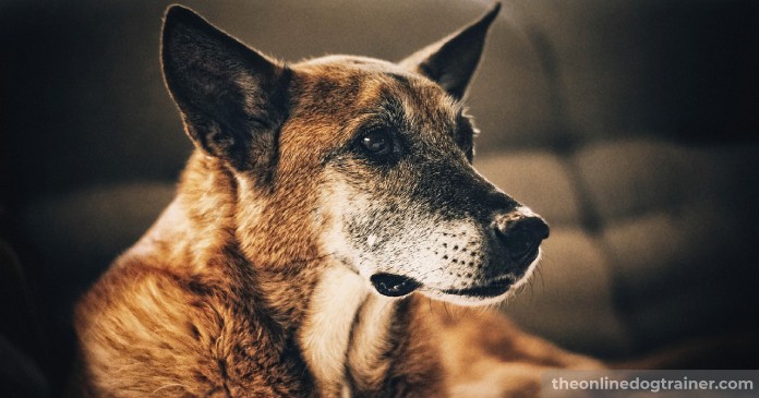5 Benefits CBD Oil May Provide to Senior Dogs BLOG IMAGES 6
