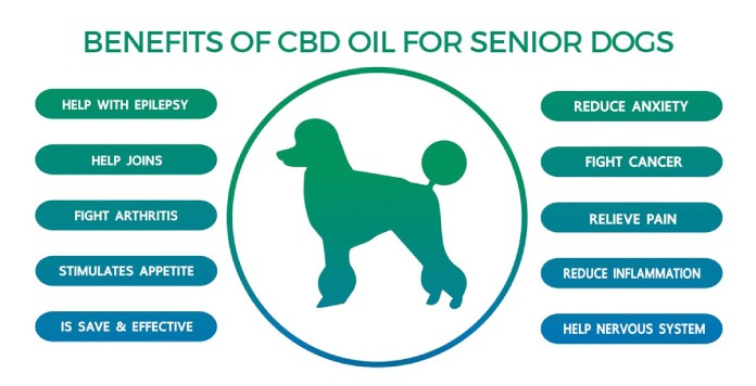 5 Benefits CBD Oil May Provide to Senior Dogs BLOG IMAGES 7