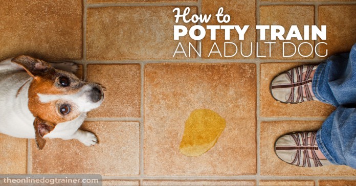 Doggy-Dans-Training-Tips-How-to-Potty-Train-an-Adult-Dog-HEADLINE-IMAGE